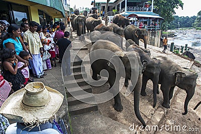 A herd of elephants from the Pinnawala Elephant Orphanage (Pinnewala) in Sri Lanka. Editorial Stock Photo