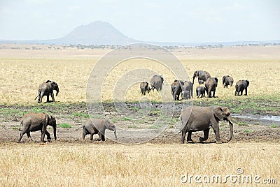 Herd of elephants, Tarangire National Park, Tanzania Stock Photo