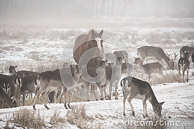 Herd of fallow deer Dama dama walking around in misty winter day accompanied by domestic horse Stock Photo