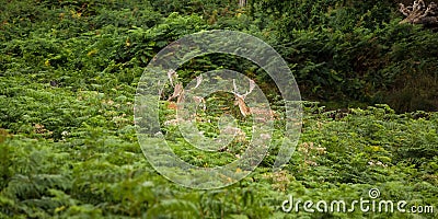 A herd of fallow-deer in Richmonds park Stock Photo