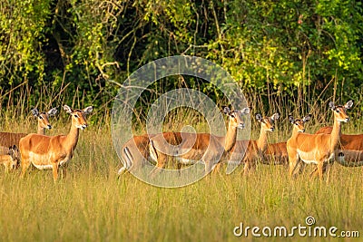 A herd of female impala Aepyceros melampus looking alert, Lake Mburo National Park, Uganda. Stock Photo