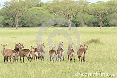 Herd of female Waterbuck Stock Photo