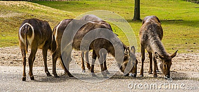 Herd of female waterbucks together, marsh antelope specie from Africa Stock Photo