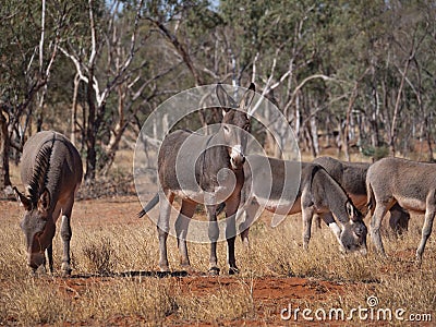 Herd of feral donkeys in Central Australia Stock Photo