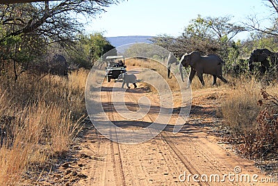 A herd or flock of African elephants crossing a road in Welgevonden Game Reserve in South Africa Editorial Stock Photo