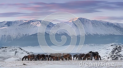 Herd Of Free-Living Horses With Hoarfrost Tails And Manes Peacefully Grazes Against The Snow-White North-Chuya Ridge.Steed On Free Stock Photo