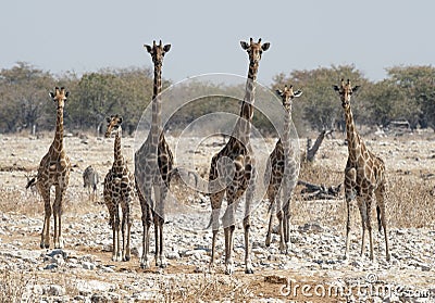 Herd of Giraffe Stock Photo