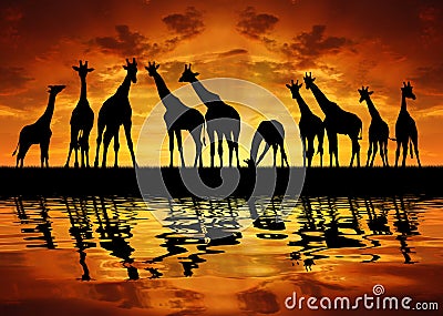 Herd of giraffes Stock Photo