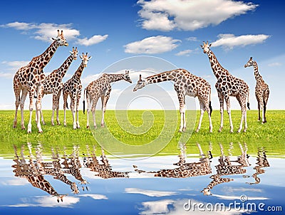 Herd of giraffes Stock Photo