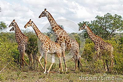 Herd of giraffes in South Africa Stock Photo