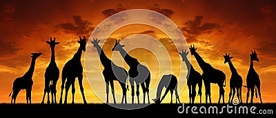 Herd of giraffes in the sunset Stock Photo