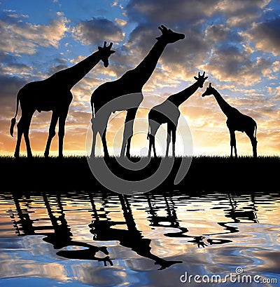 Herd of giraffes Stock Photo