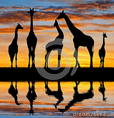 Herd of giraffes Stock Photo