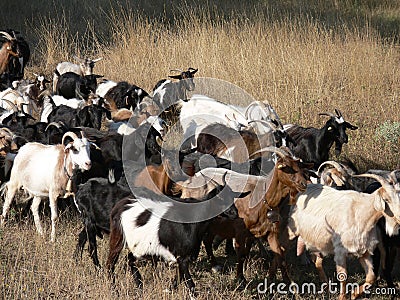 The herd of goats Stock Photo