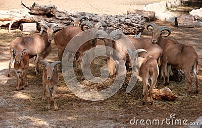 Herd goats Stock Photo