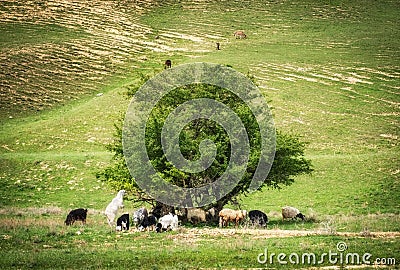 herd of goats and sheep graze in the shade of a tree in the spring mountains, a goat eats leaves from a tree Stock Photo