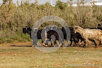 A herd of goats walking in a line Stock Photo