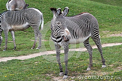 Herd of The Grevy`s zebra Equus grevyi grazing on green grass Stock Photo