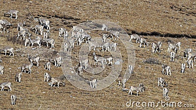 Herd of Himalayan Blue Sheep, Bharal or Naur Pseudois nayaur on a mountain range, SiChuan, in a Tibetan Area, China Stock Photo