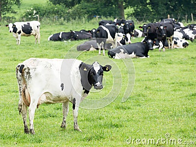 Herd of Holstein Friesian Stock Photo