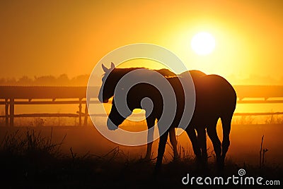 A herd of horses at dawn Stock Photo