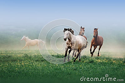 A herd of horses galloping in the mist on a neutral background Stock Photo