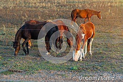 A herd of horses graze in a field fenced with live wire. Electric Shepherd Stock Photo