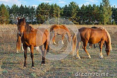 A herd of horses graze in a field fenced with live wire. Electric shepherd for small farms Stock Photo