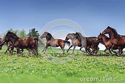 A herd of horses jumps into the field against a blue sky Stock Photo