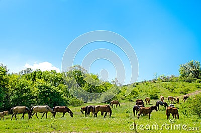 Herd of the horses Stock Photo