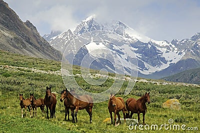 A herd of horses on a mountain meadow. Stock Photo