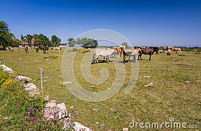Herd of horses on Oland island Stock Photo
