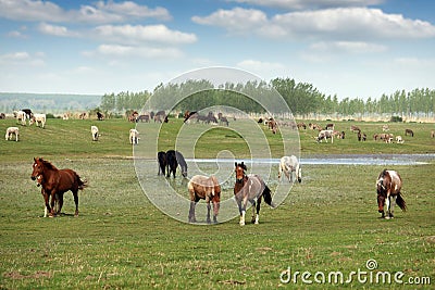 Herd of horses on the pasture Stock Photo