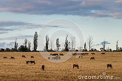 Herd of horses on pasture at summer Stock Photo