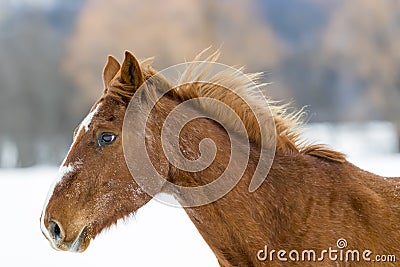 Horses Running In The Snow Stock Photo