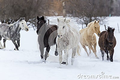 Horses Running In The Snow Stock Photo