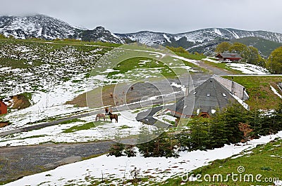 Herd of horses in the spring mountains Stock Photo