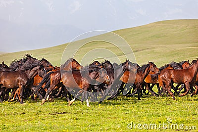 Herd of horses Stock Photo