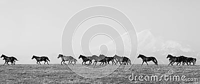 Herd of horses on a summer pasture Stock Photo