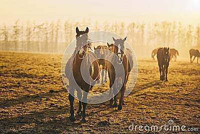 Herd of horses at sunset Stock Photo