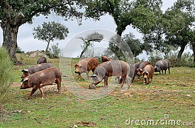 Herd of Iberian pigs and oaks Stock Photo