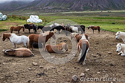 A Herd Of Icelandic Horses Gathered In The Field Stock Photo