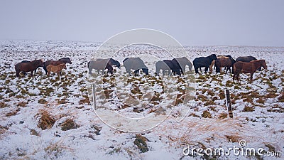 Horses in Iceland, cold snow and wind Stock Photo