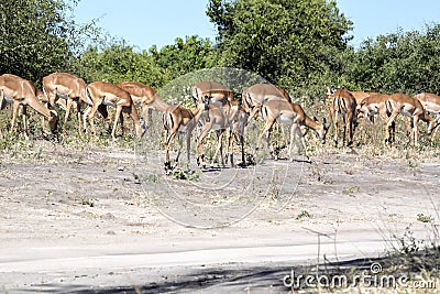 Herd Impala Aepyceros melampus, Chobe National Park, Botswana Stock Photo