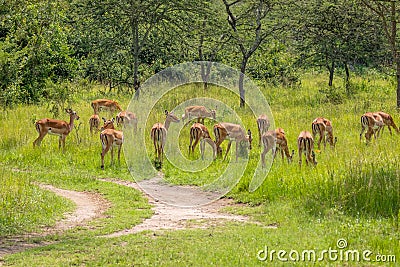 A herd of impala Aepyceros melampus grazing, Lake Mburo National Park, Uganda. Stock Photo