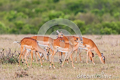 Herd of Impala antelopes Stock Photo
