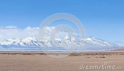 Gurla Mandhata peak and herd of kiangs in Tibet, China Stock Photo