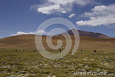 Herd of Lamas in the landscape of altiplano in bolivia Stock Photo