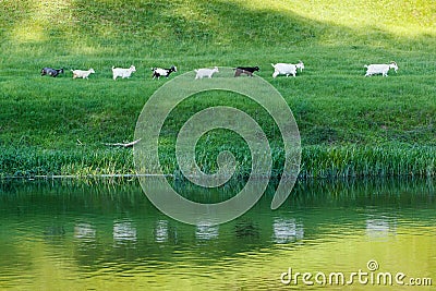 Herd line of goats go along the riverside on pasture grass meadow Stock Photo