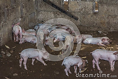 Herd of little piglets in the pigsty Stock Photo